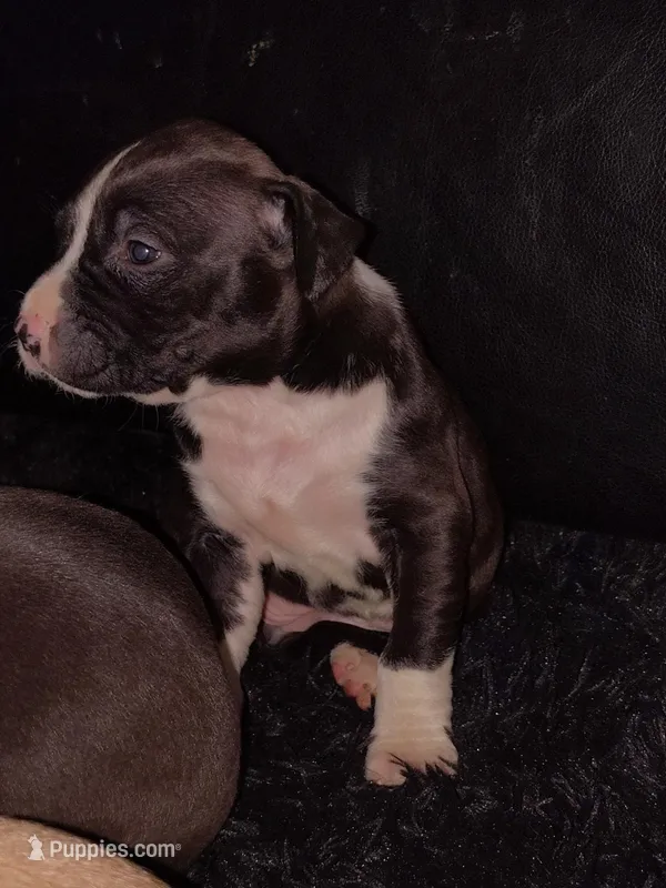 Lina – American Pit Bull Terrier puppy for sale in Erie, PA