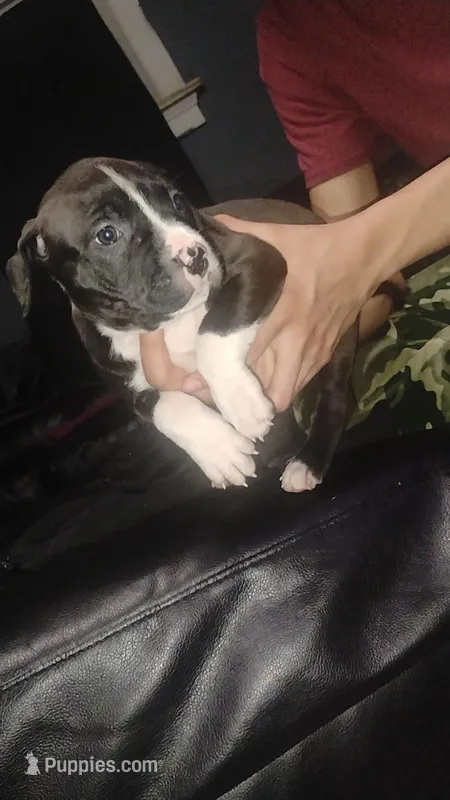 Lina – American Pit Bull Terrier puppy for sale in Erie, PA