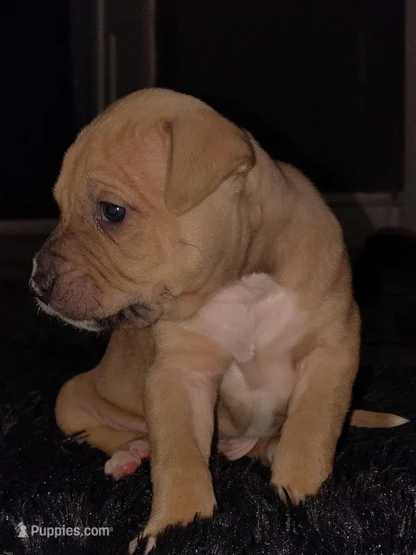Simba – American Pit Bull Terrier puppy for sale in Erie, PA