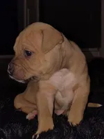 Simba, a male American Pit Bull Terrier for sale in Erie, PA – Photo 1 of 2