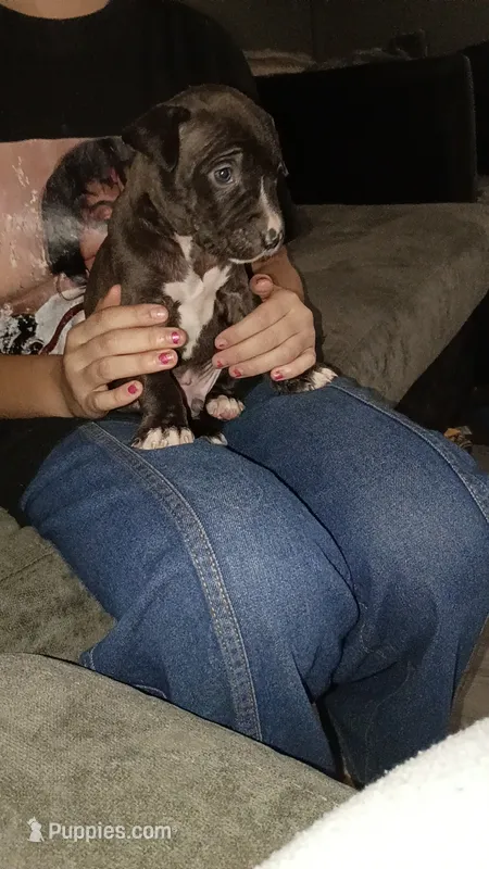 Simba – American Pit Bull Terrier puppy for sale in Erie, PA