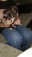 Simba, a male American Pit Bull Terrier for sale in Erie, PA – 1 of 4