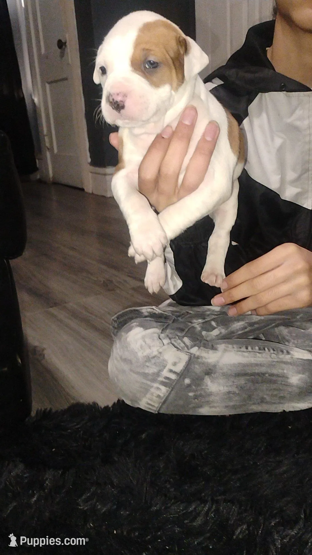 Nikki – American Pit Bull Terrier puppy for sale in Erie, PA