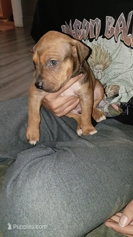 Charlie brown – American Pit Bull Terrier puppy for sale in Erie, PA