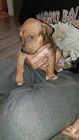 Charlie brown, a male American Pit Bull Terrier for sale in Erie, PA – 1 of 3