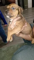 Charlie brown, a male American Pit Bull Terrier for sale in Erie, PA – 2 of 3