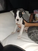 Lina, a female American Pit Bull Terrier for sale in Erie, PA – 3 of 3