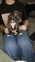Simba, a male American Pit Bull Terrier for sale in Erie, PA – 2 of 4