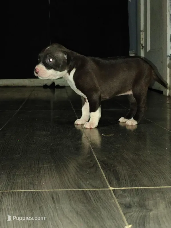 Ginger – American Pit Bull Terrier puppy for sale in Erie, PA