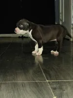 Ginger, a female American Pit Bull Terrier for sale in Erie, PA – Photo 1 of 2