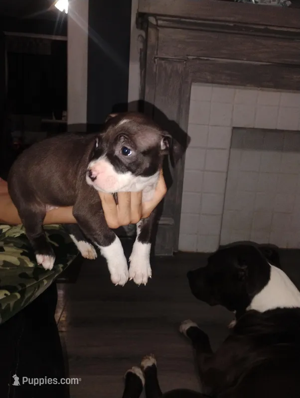 Ginger – American Pit Bull Terrier puppy for sale in Erie, PA