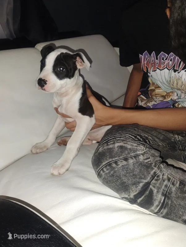 Lina – American Pit Bull Terrier puppy for sale in Erie, PA