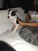 Lina, a female American Pit Bull Terrier for sale in Erie, PA – 1 of 3