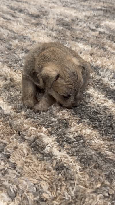 Blue collar, a male Miniature Schnauzer for sale in Menifee, CA – 4 of 4