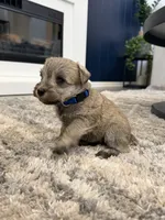 Blue collar, a male Miniature Schnauzer for sale in Menifee, CA – 2 of 4
