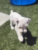 Orange Collar, a female Miniature Schnauzer for sale in Menifee, CA – 3 of 3