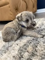 Blue collar, a male Miniature Schnauzer for sale in Menifee, CA – 3 of 4