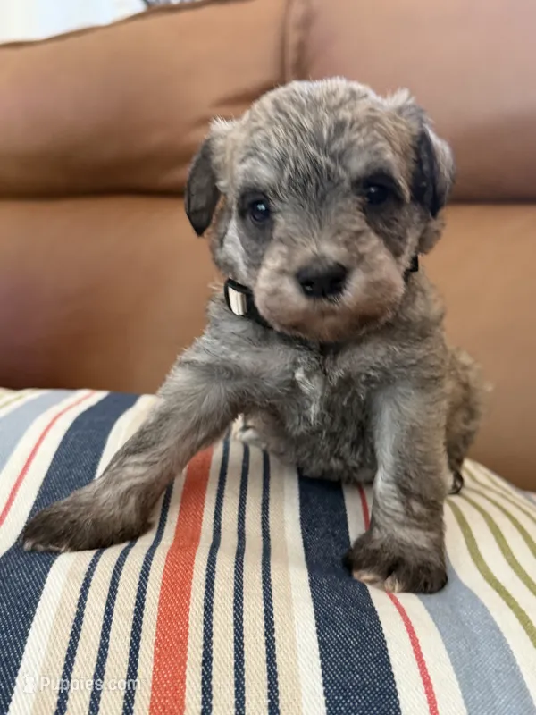 Miniature schnauzer  – Miniature Schnauzer puppy for sale in Menifee, CA