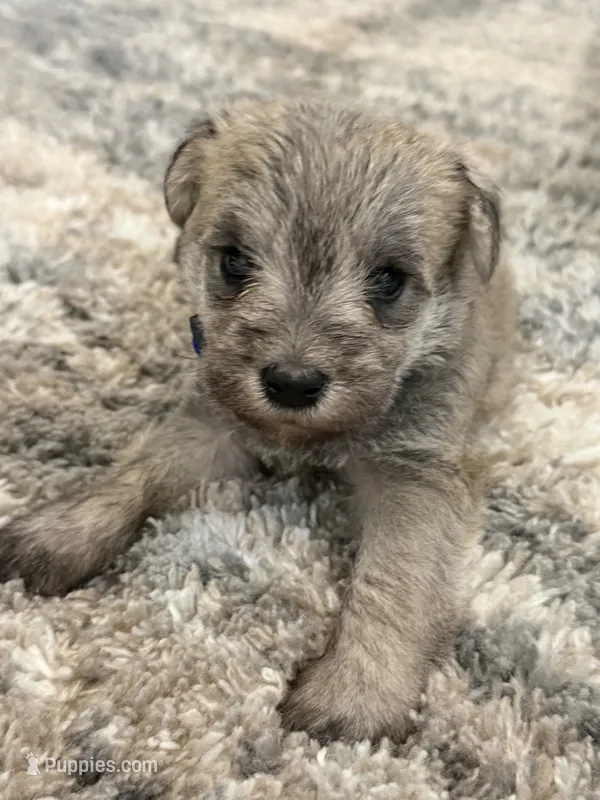 Blue collar – Miniature Schnauzer puppy for sale in Menifee, CA