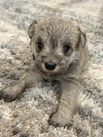 Blue collar, a male Miniature Schnauzer for sale in Menifee, CA – 1 of 4