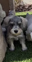 Tan Collar, a female Miniature Schnauzer for sale in Menifee, CA – 2 of 5