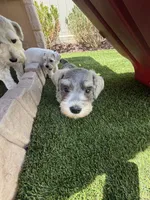 Tan Collar, a female Miniature Schnauzer for sale in Menifee, CA – 3 of 5
