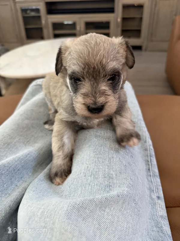 Schnauzer  – Miniature Schnauzer puppy for sale in Menifee, CA