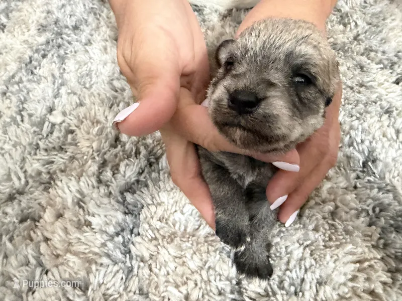 Miniature schnauzer  – Miniature Schnauzer puppy for sale in Menifee, CA