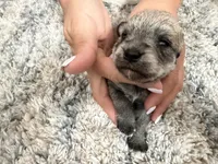 Miniature schnauzer , a female Miniature Schnauzer for sale in Menifee, CA – 1 of 3