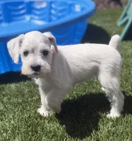 Pink Collar, a female Miniature Schnauzer for sale in Menifee, CA – 3 of 4