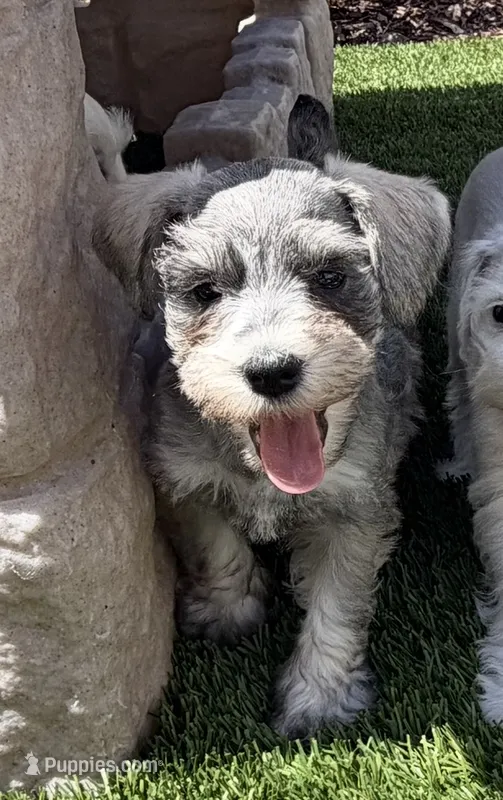 Tan Collar – Miniature Schnauzer puppy for sale in Menifee, CA