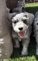 Tan Collar, a female Miniature Schnauzer for sale in Menifee, CA – 1 of 5