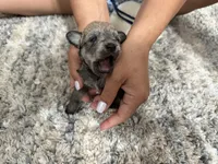 Miniature schnauzer , a female Miniature Schnauzer for sale in Menifee, CA – 2 of 3