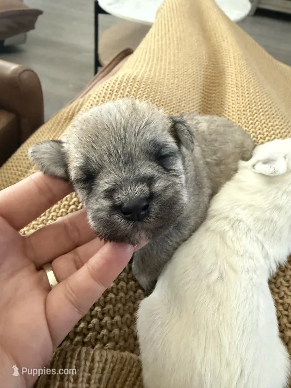 Schnauzer  – Miniature Schnauzer puppy for sale in Menifee, CA