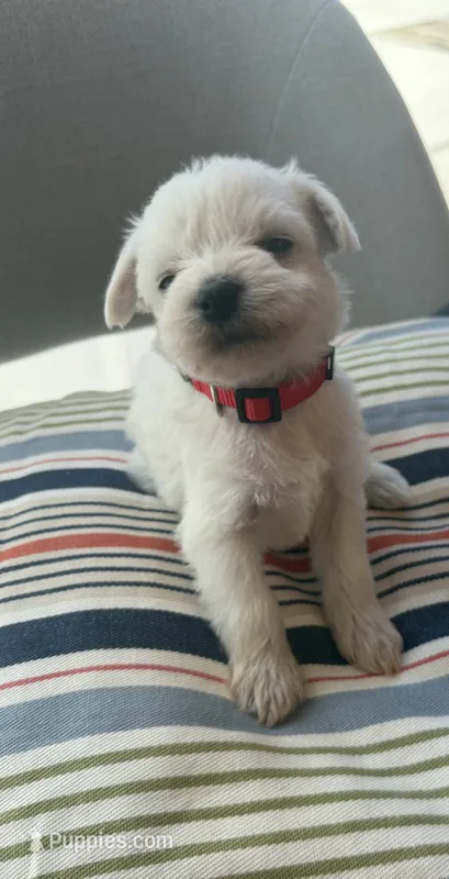Miniature Schnauzer  – Miniature Schnauzer puppy for sale in Menifee, CA