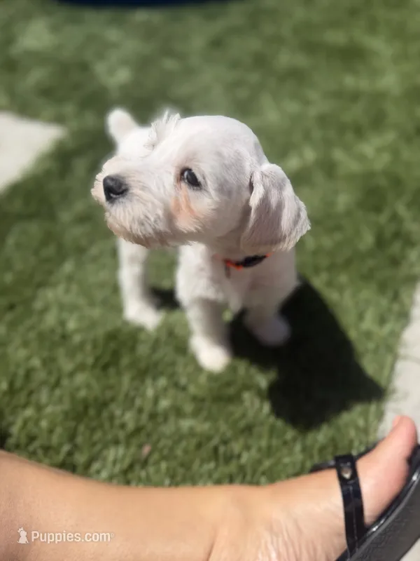Orange Collar – Miniature Schnauzer puppy for sale in Menifee, CA