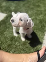 Orange Collar, a female Miniature Schnauzer for sale in Menifee, CA – 1 of 3