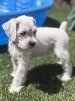 Pink Collar, a female Miniature Schnauzer for sale in Menifee, CA – 2 of 4