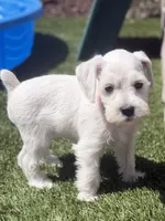 Pink Collar, a female Miniature Schnauzer for sale in Menifee, CA – 4 of 4