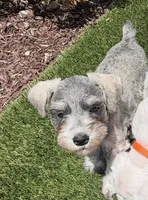 Tan Collar, a female Miniature Schnauzer for sale in Menifee, CA – 5 of 5