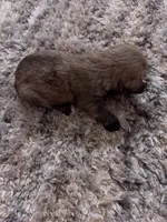 Miniature schnauzer , a female Miniature Schnauzer for sale in Menifee, CA – 3 of 3