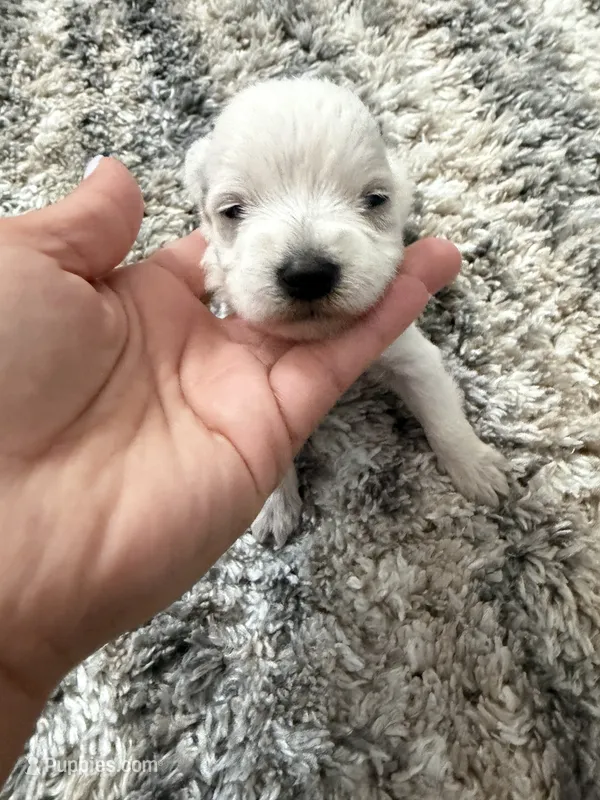 Miniature Schnauzer  – Miniature Schnauzer puppy for sale in Menifee, CA