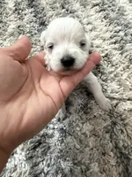 Miniature Schnauzer , a female Miniature Schnauzer for sale in Menifee, CA – 1 of 1
