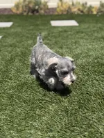 Tan Collar, a female Miniature Schnauzer for sale in Menifee, CA – 4 of 5