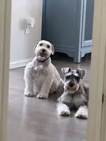 Schnauzer , a male Miniature Schnauzer for sale in Menifee, CA – 3 of 3