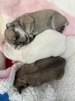 Schnauzer , a male Miniature Schnauzer for sale in Menifee, CA – 2 of 3