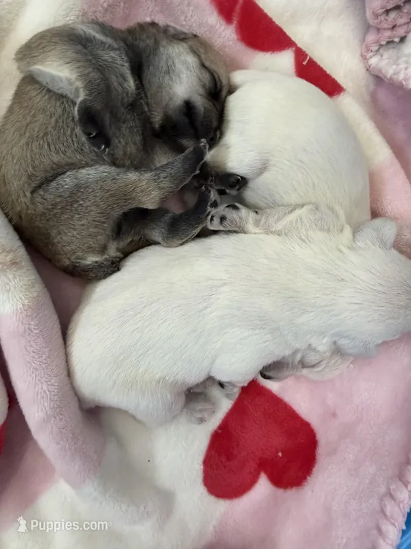 Schnauzer , a male Miniature Schnauzer for sale in Menifee, CA – 1 of 3