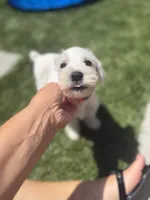 Orange Collar, a female Miniature Schnauzer for sale in Menifee, CA – 2 of 3