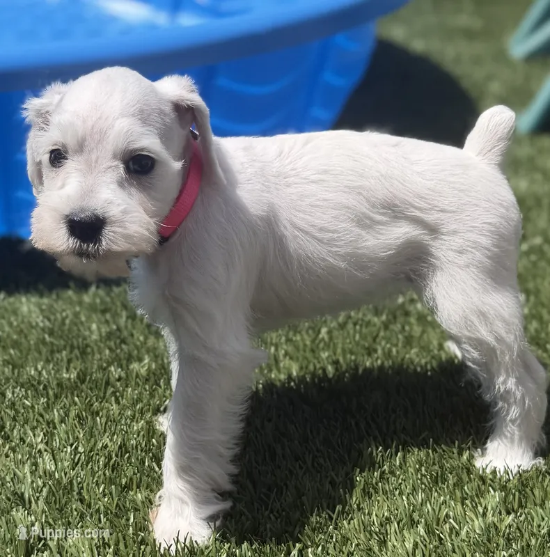 Pink Collar – Miniature Schnauzer puppy for sale in Menifee, CA