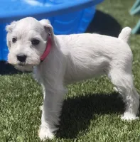 Pink Collar, a female Miniature Schnauzer for sale in Menifee, CA – 1 of 4